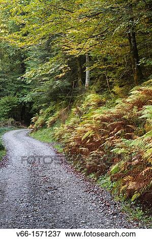 Forest trail, Bitetos, Ossau Valley, France View Large Photo Image Stock Photo - Forest trail, Bitetos, Ossau Valley, France. Fotosearch