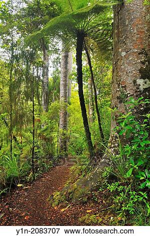 Stock Photo - Forest Trail, Waipoua Kauri Forest, Temperate Rain Forest, Northland, North Island, New Zealand.. Fotosearch