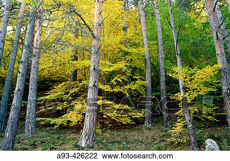 Forest, Vall d? Aran, Lleida province, Spain View Large Photo Image Stock Image - Forest, Vall d? Aran, Lleida province, Spain. Fotosearch
