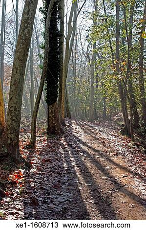 Stock Image - forest, Vallgorguina, Catalonia, Spain.. Fotosearch
