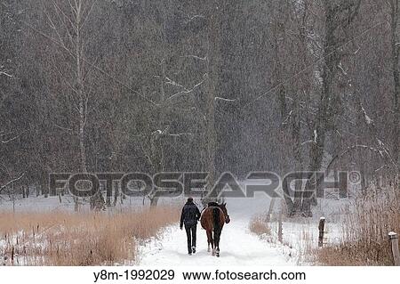 Stock Photo - Forest with the lonely figure and horse in winter. Denmark.. Fotosearch