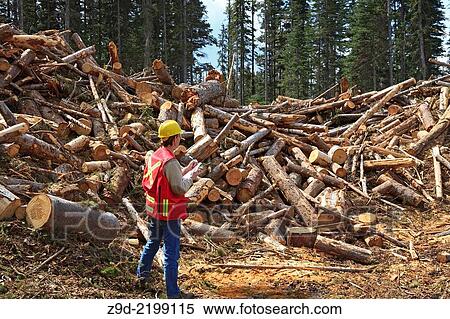 Forest worker examining beetle kill cutblock, Smithers, British Columbia. View Large Photo Image Stock Photography - Forest worker examining beetle kill cutblock, Smithers, British Columbia.. Fotosearch