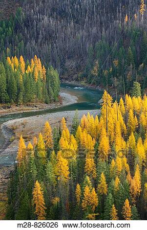 Forests of Western Larch Larix occidentalis and the North Fork Flathead River, Flathead National Forest Montana USA View Large Photo Image Stock Photograph - Forests of Western Larch Larix occidentalis and the North Fork Flathead River, Flathead National Forest Montana USA. Fotosearch