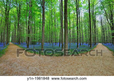 Stock Photo - Forked Path through Bluebells Forest in the Spring, Hallerbos, Halle, Vlaams Gewest, Brussels, Belgium, Europe.. Fotosearch