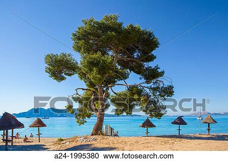 Formentor Beach, Formentor Bay, Majorca, Balearic Islands, Spain View Large Photo Image Stock Image - Formentor Beach, Formentor Bay, Majorca, Balearic Islands, Spain. Fotosearch
