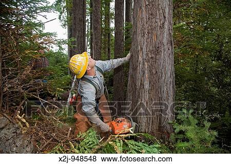 Stock Photo - Fort Bragg, California - Logging of redwoods in northern California Timber faller Gary Roach cuts a tree with his chainsaw. Fotosearch