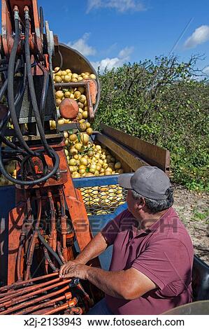 Fort Pierce, Florida - Grapefruit is harvested for juice in the Indian River Citrus District on Florida's east coast. View Large Photo Image Stock Image - Fort Pierce, Florida - Grapefruit is harvested for juice in the Indian River Citrus District on Florida's east coast.. Fotosearch
