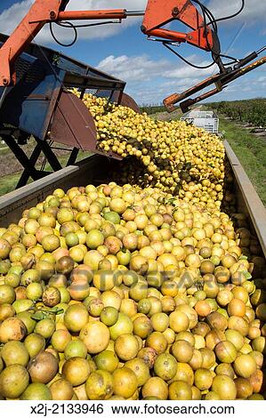 Fort Pierce, Florida - Grapefruit is harvested for juice in the Indian River Citrus District on Florida's east coast. View Large Photo Image Stock Photograph - Fort Pierce, Florida - Grapefruit is harvested for juice in the Indian River Citrus District on Florida's east coast.. Fotosearch