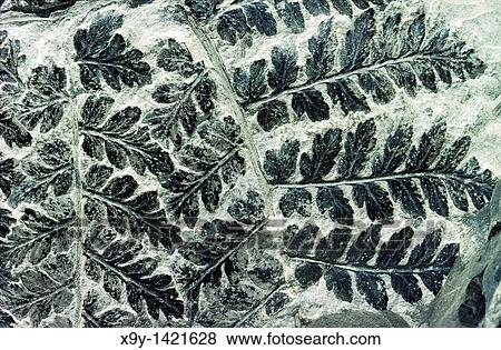 Stock Photo - Fossilised fern of type Sphenopteris preserved in Carboniferous coal sample 300 million years old Excellent example. Fotosearch