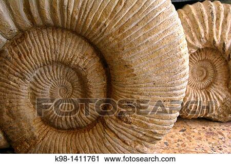 Fossils Maghreb Atlas Mountains Morocco Africa. View Large Photo Image Stock Image - Fossils Maghreb Atlas Mountains Morocco Africa.. Fotosearch