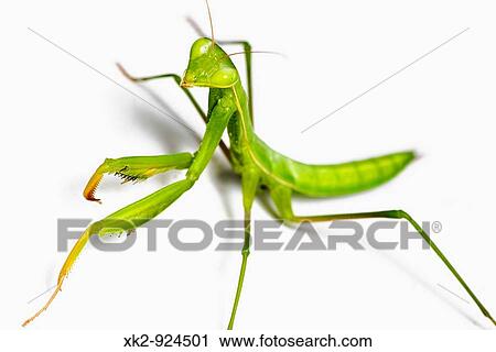 Foto macro de estudio de una mantis religiosa View Large Photo Image Stock Image - Foto macro de estudio de una mantis religiosa. Fotosearch