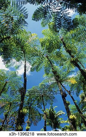 fougeres arborescentes Jardin de Balata Ile de la Martinique Departement et Region d? Outremer francais Archipel des Antilles Caraibes//fern tree Garden of Balata Martinique Island, overseas region of France, French West Indies, Caribbean Sea View Large Photo Image Stock Photo - fougeres arborescentes Jardin de Balata Ile de la Martinique Departement et Region d? Outremer francais Archipel des Antilles Caraibes//fern tree Garden of Balata Martinique Island, overseas region of France, French West Indies, Caribbean Sea. Fotosearch