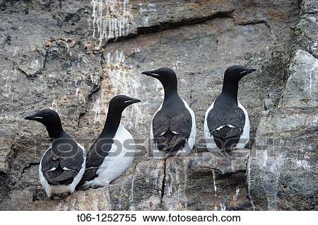 Four Br? nnich's guillemot on Hantzch Island cliffs off Baffin Island Uria lomvia Nunavut, Canada View Large Photo Image Stock Photography - Four Br? nnich's guillemot on Hantzch Island cliffs off Baffin Island Uria lomvia Nunavut, Canada. Fotosearch