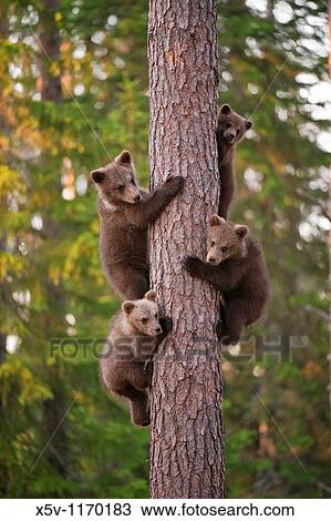 Stock Image - Four cubs uploaded to a tree, Ursus arctos arctos, European brown bear, Martinselkonen Nature Park, region of Kainuu, Finland, Scandinavia, Europe. Fotosearch