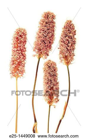 Four dried Bistort flowers View Large Photo Image Stock Photo - Four dried Bistort flowers. Fotosearch