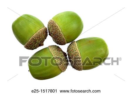 Four green acorns isolated on a white background. View Large Photo Image Stock Image - Four green acorns isolated on a white background.. Fotosearch