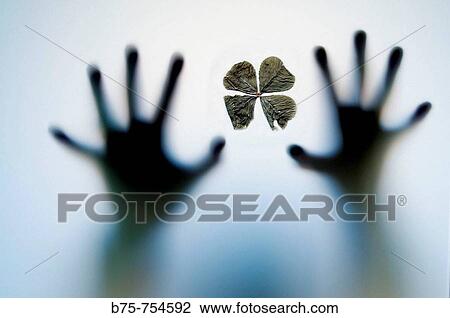 Stock Image - Four-leaf clover and hans. Fotosearch