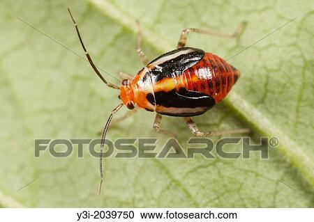 Stock Image - Four-lined Plant Bug (Poecilocapsus lineatus) - Nymph, West Harrison, Westchester County, New York.. Fotosearch