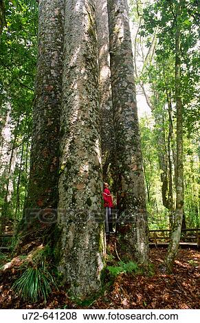 Four Sisters Giant Kauri Trees with Man, Waipoua Kauri Forest, Northland, North Island, New Zealand View Large Photo Image Stock Photo - Four Sisters Giant Kauri Trees with Man, Waipoua Kauri Forest, Northland, North Island, New Zealand. Fotosearch