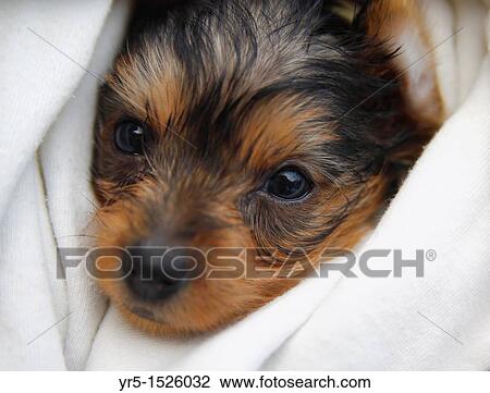 Four week old Yorkshire Terrier puppy View Large Photo Image Stock Image - Four week old Yorkshire Terrier puppy. Fotosearch