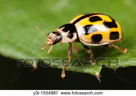Fourteen-spotted Lady Beetle Propylea quatuordecimpunctata, West Harrison, Westchester County, New York, USA View Large Photo Image Stock Photo - Fourteen-spotted Lady Beetle Propylea quatuordecimpunctata, West Harrison, Westchester County, New York, USA. Fotosearch