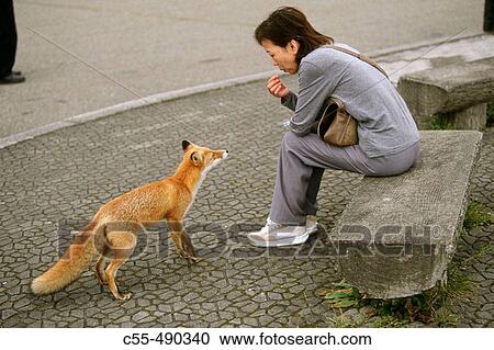 Fox, Daisetsuzan National Park. Hokkaido, Japan View Large Photo Image Stock Image - Fox, Daisetsuzan National Park. Hokkaido, Japan. Fotosearch