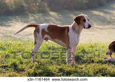 Fox hounds View Large Photo Image Picture - Fox hounds. Fotosearch
