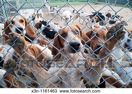 Stock Image - Fox hounds. Fotosearch