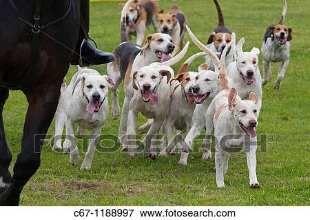 Fox Hounds West Norfolk Hunt View Large Photo Image Stock Photo - Fox Hounds West Norfolk Hunt. Fotosearch