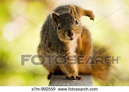 Fox tree squirrel Sciurus niger Order: Rodentia Family: Sciuridae Subfamily: Sciurinae Genus: Sciurus Subgenus: Sciurus View Large Photo Image Stock Photo - Fox tree squirrel Sciurus niger Order: Rodentia Family: Sciuridae Subfamily: Sciurinae Genus: Sciurus Subgenus: Sciurus. Fotosearch