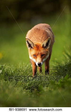 Stock Image - Fox Vulpes vulpes portrait of adult taken in controlled conditions UK May. Fotosearch