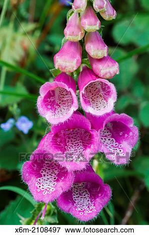 foxglove, common foxglove, purple foxglove or lady's glove (Digitalis purpurea). Collados del Ason Natural Park. Cantabria, Spain, Europe. View Large Photo Image Stock Photo - foxglove, common foxglove, purple foxglove or lady's glove (Digitalis purpurea). Collados del Ason Natural Park. Cantabria, Spain, Europe.. Fotosearch