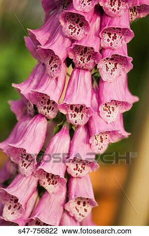 Foxglove. Digitalis purpurea. May 2007, Maryland, USA View Large Photo Image Stock Image - Foxglove. Digitalis purpurea. May 2007, Maryland, USA. Fotosearch