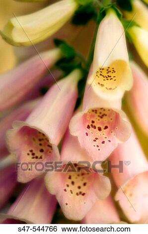 Stock Photograph - Foxglove (Digitalis purpurea). Maryland, USA. Fotosearch