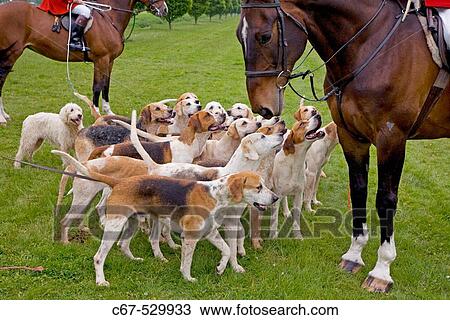 Foxhounds From The Craven Hunt View Large Photo Image Stock Image - Foxhounds From The Craven Hunt. Fotosearch