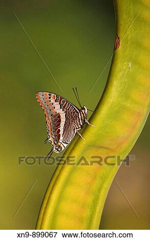 Foxy charaxes (Charaxes jasius), resting on Acacia seed, Namibia. View Large Photo Image Stock Photo - Foxy charaxes (Charaxes jasius), resting on Acacia seed, Namibia.. Fotosearch