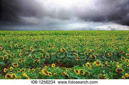 Picture - France, 85, Vendee: A field of sunflowers under cloud. Fotosearch