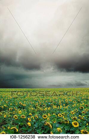 France, 85, Vendee: A field of sunflowers under cloud View Large Photo Image Stock Photo - France, 85, Vendee: A field of sunflowers under cloud. Fotosearch