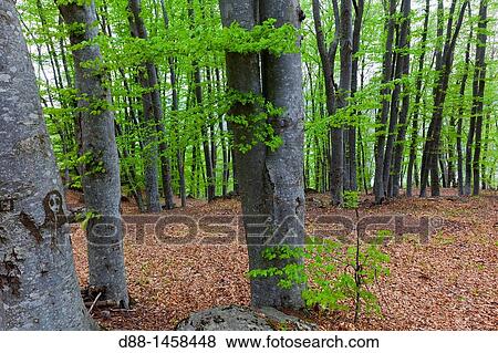 Stock Photo - France, Alpes de Haute Provence, beech grove, beeches Fagus sylvatica.. Fotosearch