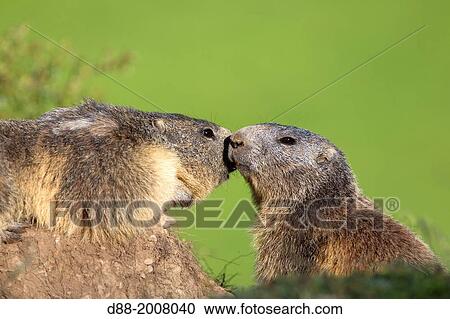 France, Alpes de Hautes Provence, Selonnet, Alpine Marmot (Marmota marmota),. View Large Photo Image Stock Image - France, Alpes de Hautes Provence, Selonnet, Alpine Marmot (Marmota marmota),.. Fotosearch