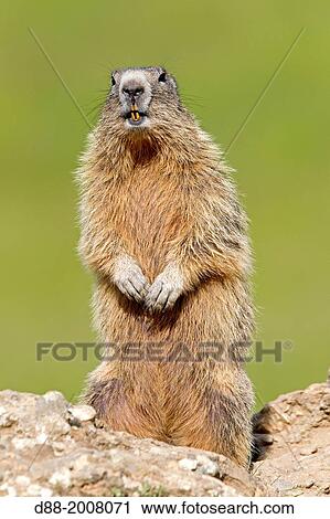 France, Alpes de Hautes Provence, Selonnet, Alpine Marmot (Marmota marmota),. View Large Photo Image Stock Image - France, Alpes de Hautes Provence, Selonnet, Alpine Marmot (Marmota marmota),.. Fotosearch