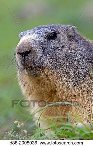 France, Alpes de Hautes Provence, Selonnet, Alpine Marmot (Marmota marmota),. View Large Photo Image Stock Photograph - France, Alpes de Hautes Provence, Selonnet, Alpine Marmot (Marmota marmota),.. Fotosearch