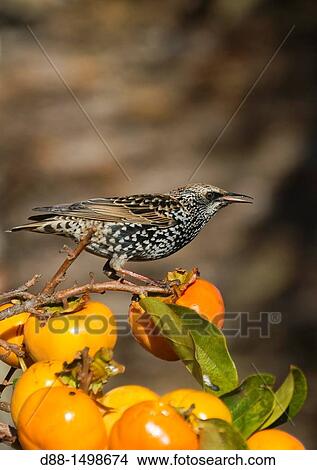 France, Alpes-Maritimes, Mandelieu, Starling Sturnus vulgaris, Order: Passeriformes, Family: Sturnidae, eating fruit of Diospyros kaki. View Large Photo Image Picture - France, Alpes-Maritimes, Mandelieu, Starling Sturnus vulgaris, Order: Passeriformes, Family: Sturnidae, eating fruit of Diospyros kaki.. Fotosearch