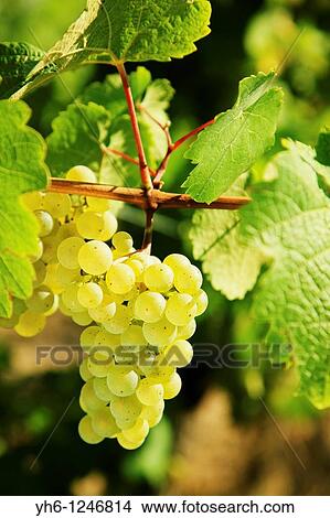 France, Alsace, Eguisheim, white wine grapes View Large Photo Image Picture - France, Alsace, Eguisheim, white wine grapes. Fotosearch