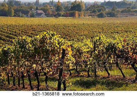Stock Photo - France, Aquitaine, Dordogne, Bergerac AOC wine area, near Le Fleix.. Fotosearch
