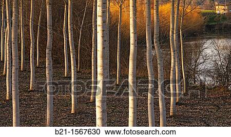 France, Aquitaine, Dordogne, poplars trees in the Isle valley, near Saint Laurent des Hommes, in the P? rigord r? gion. View Large Photo Image Stock Image - France, Aquitaine, Dordogne, poplars trees in the Isle valley, near Saint Laurent des Hommes, in the P? rigord r? gion.. Fotosearch