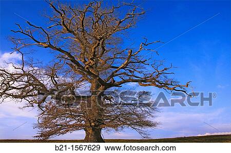 France, Aquitaine, Dordogne, winter tree at Saint Laurent des hommes, in the P? rigord region. View Large Photo Image Stock Photo - France, Aquitaine, Dordogne, winter tree at Saint Laurent des hommes, in the P? rigord region.. Fotosearch