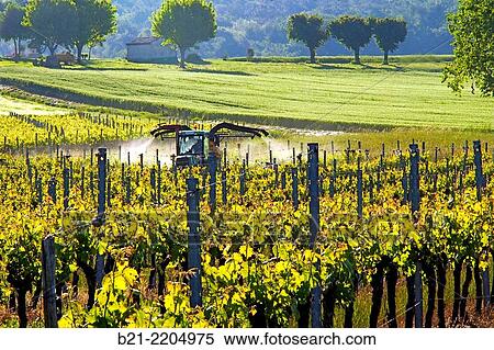 France-Aquitaine-Dordogne- work in the vines of the Montravel AOC area, by Velines, in the Bergerac wines district. View Large Photo Image Stock Photography - France-Aquitaine-Dordogne- work in the vines of the Montravel AOC area, by Velines, in the Bergerac wines district.. Fotosearch