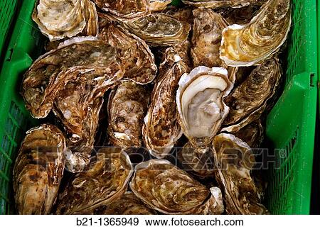 France, Aquitaine, Gironde, Food:? Huitres? oysters. View Large Photo Image Stock Photo - France, Aquitaine, Gironde, Food:? Huitres? oysters.. Fotosearch