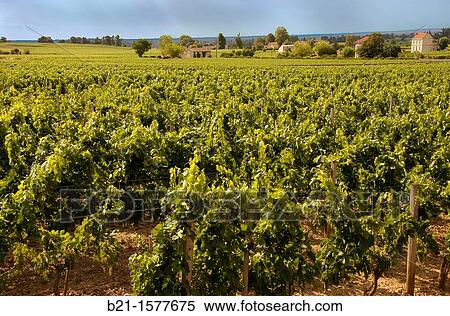 France, Aquitaine, Gironde, in the vineyards around Saint Emilion in the Bordeaux wines districts. View Large Photo Image Stock Photography - France, Aquitaine, Gironde, in the vineyards around Saint Emilion in the Bordeaux wines districts.. Fotosearch